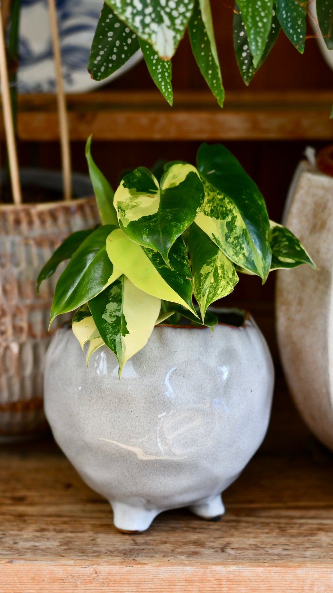 philodendron burle marx variegated uk Philodendron Burle Marx Variegata – Happy Houseplants