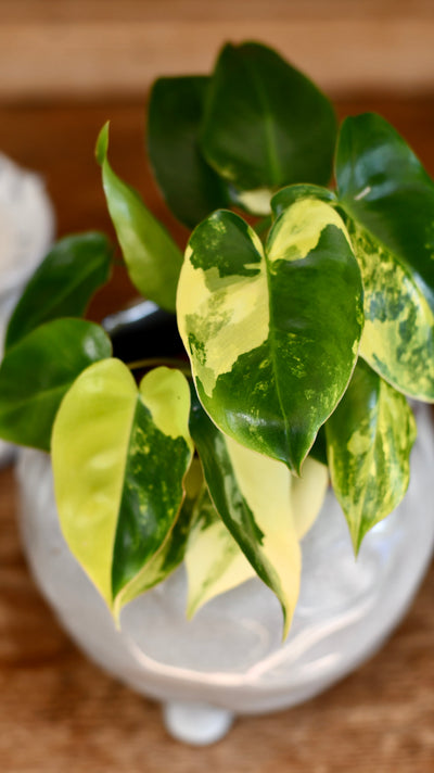 Philodendron Burle Marx Variegata