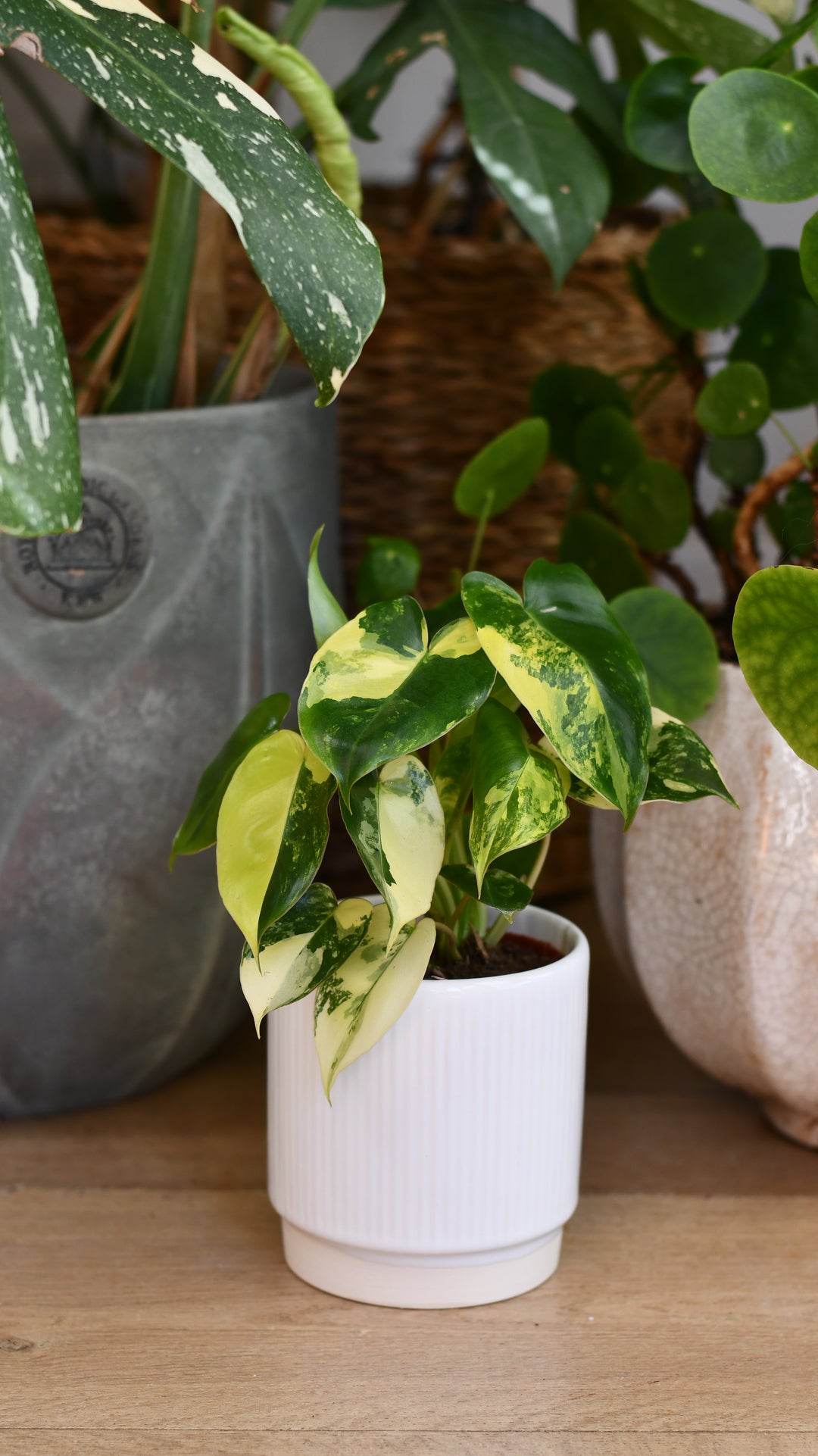 philodendron burle marx variegated uk Philodendron Burle Marx Variegata – Happy Houseplants