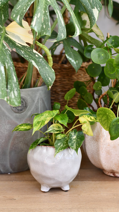 Philodendron Burle Marx Variegata