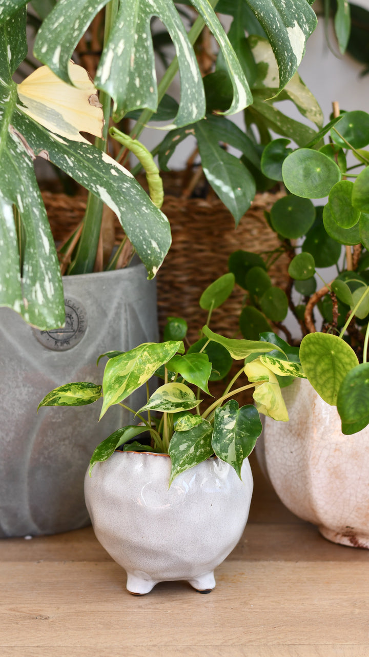 philodendron burle marx variegated uk Philodendron Burle Marx Variegata – Happy Houseplants