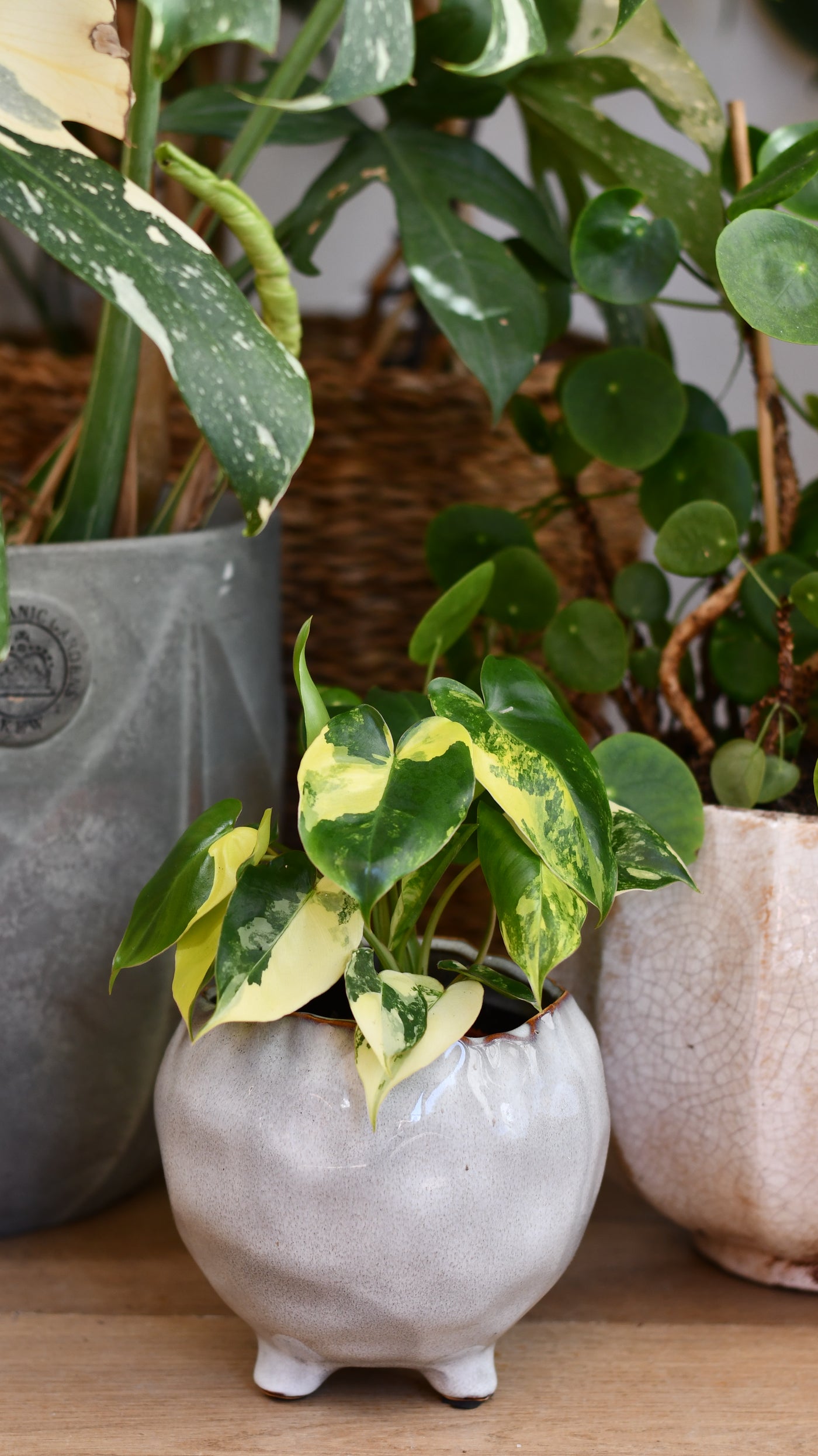 Philodendron Burle Marx Variegata
