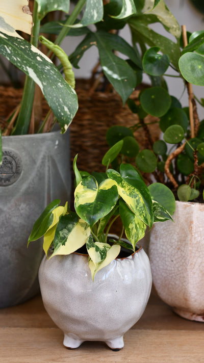 Philodendron Burle Marx Variegata