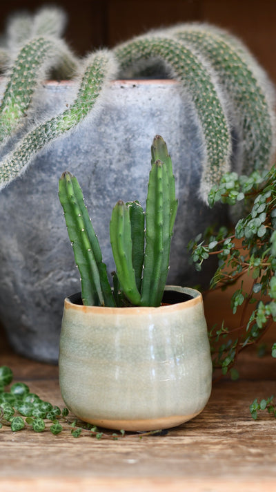 Baby Stapelia leendertziae