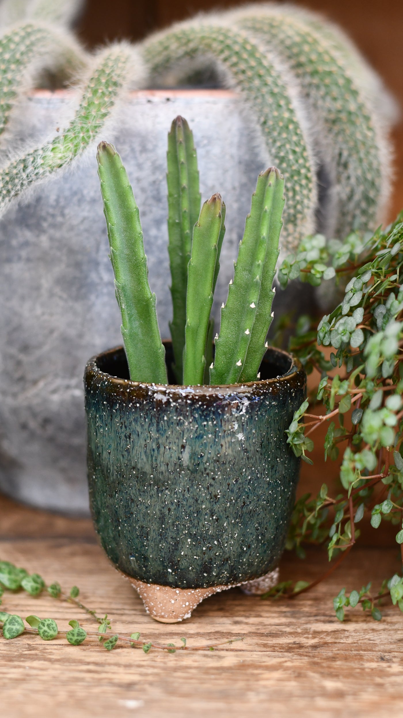 Baby Stapelia leendertziae