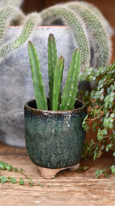 Baby Stapelia leendertziae