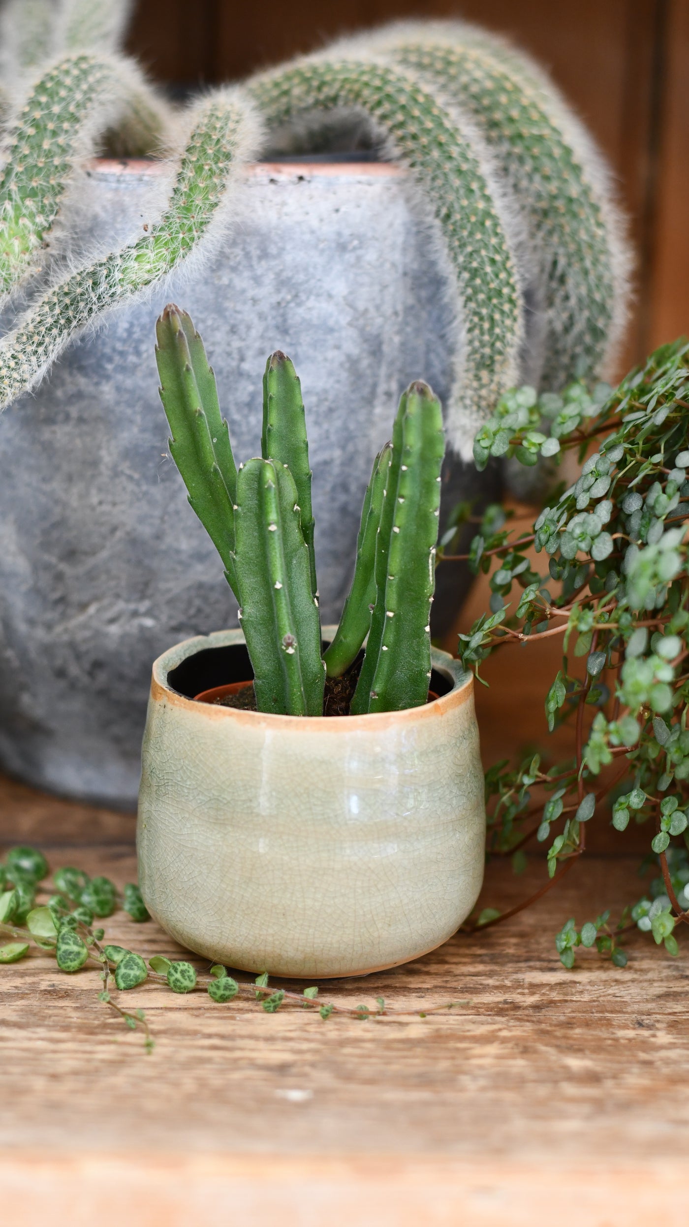 Baby Stapelia leendertziae