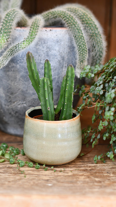 Baby Stapelia leendertziae