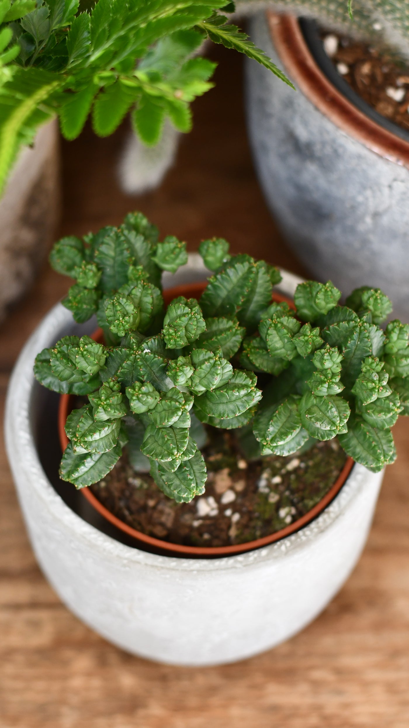 Euphorbia trigona (African Milk Tree, Cathedral Cactus, Euphorbia Tubigians)