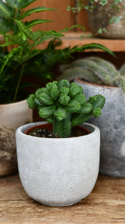 Euphorbia trigona (African Milk Tree, Cathedral Cactus, Euphorbia Tubigians)