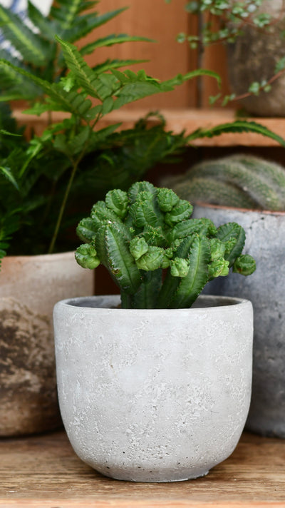 Euphorbia trigona (African Milk Tree, Cathedral Cactus, Euphorbia Tubigians)