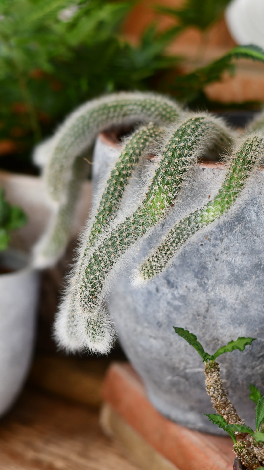 Small Hildewintera colademononis – Happy Houseplants
