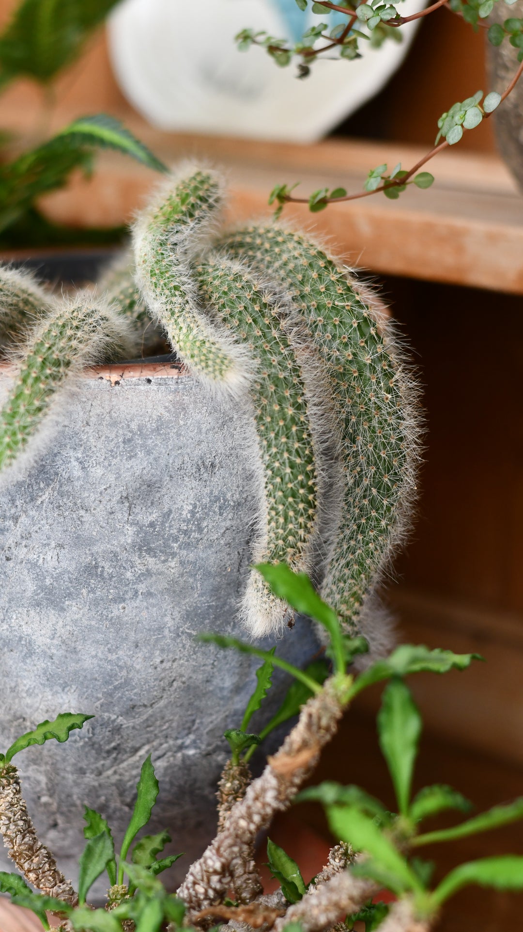 monkey tail succulent for sale Small Hildewintera colademononis – Happy Houseplants