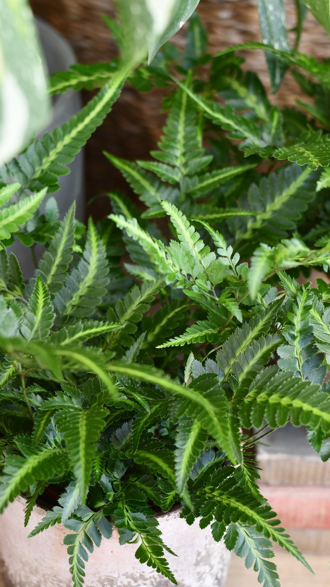 Arachniodes aristata ‘Variegata’