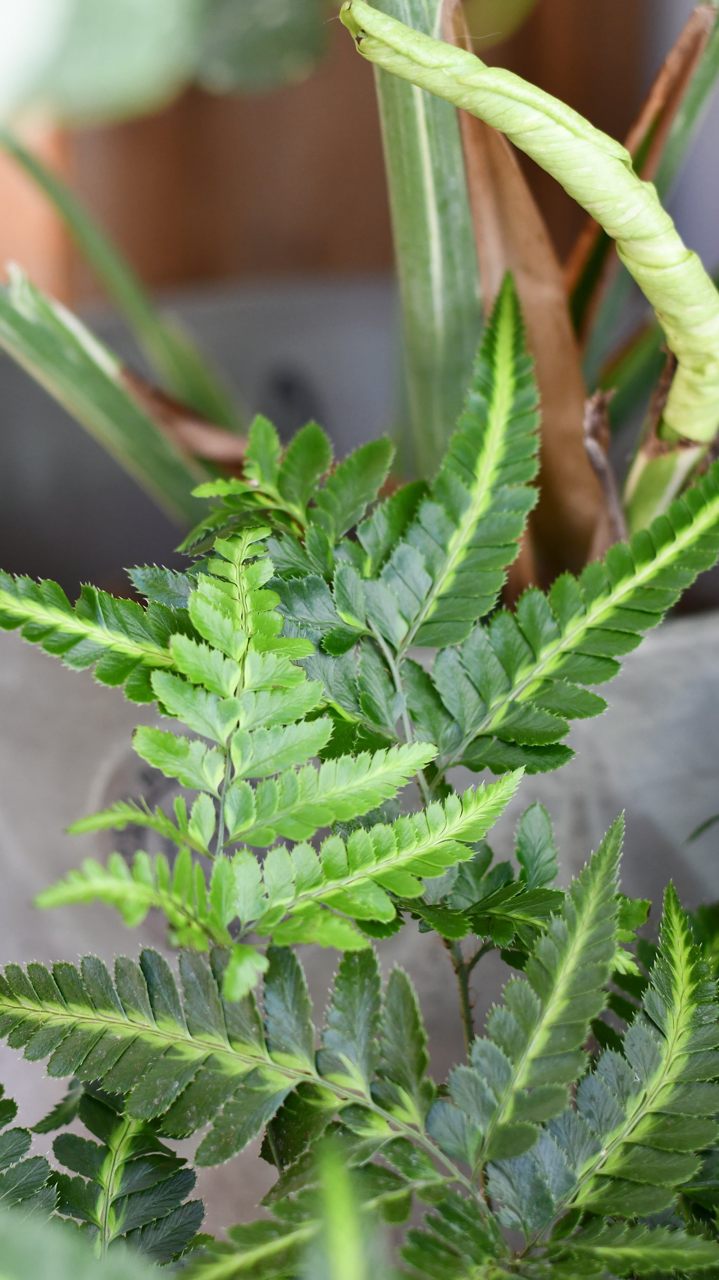 Arachniodes aristata ‘Variegata’