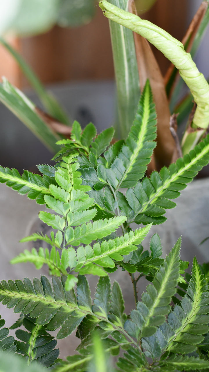 arachnoides aristata variegata Arachniodes aristata 'Variegata' – Happy Houseplants
