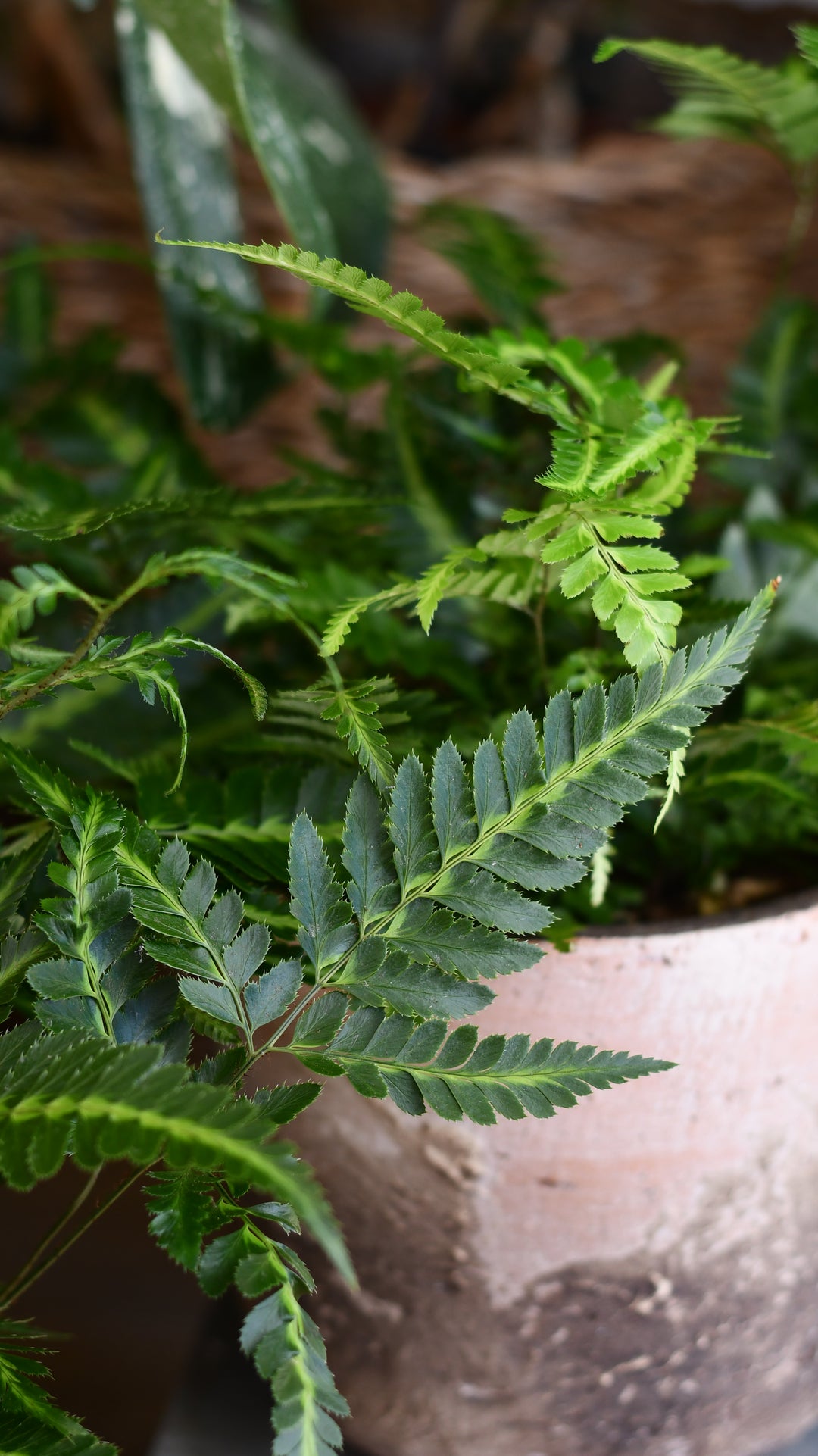 arachnoides aristata variegata Arachniodes aristata 'Variegata' – Happy Houseplants