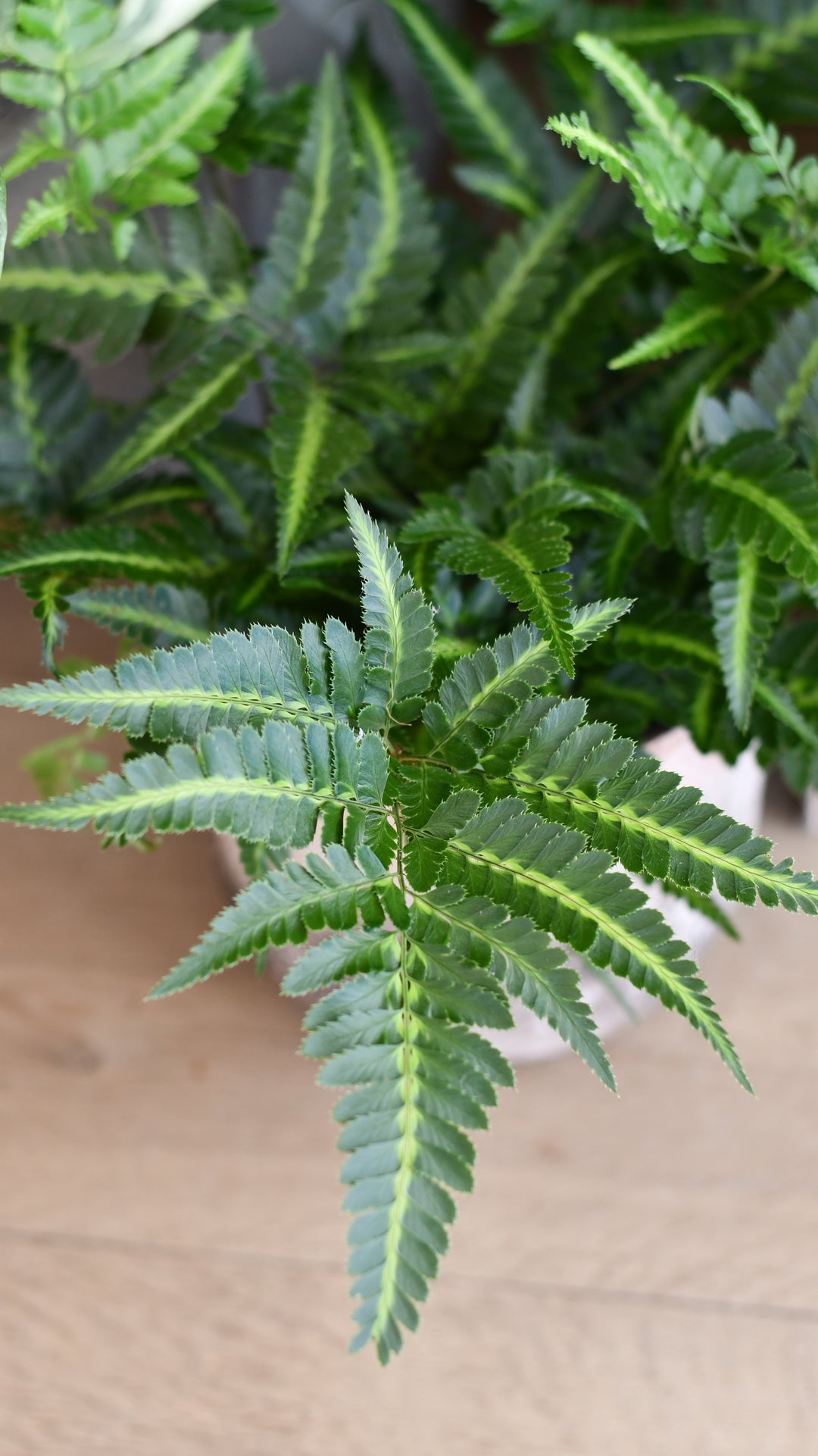 Arachniodes aristata 'Variegata' – Happy Houseplants