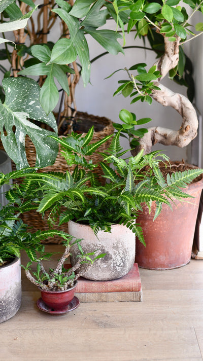Arachniodes aristata ‘Variegata’