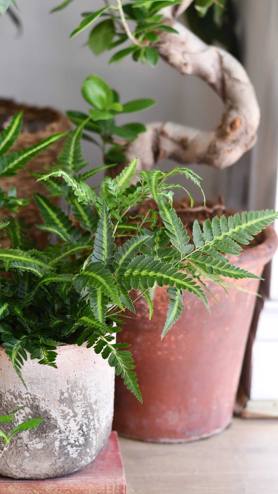 Arachniodes aristata 'Variegata' – Happy Houseplants
