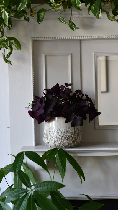 Rustic farmhouse cream D15 H13