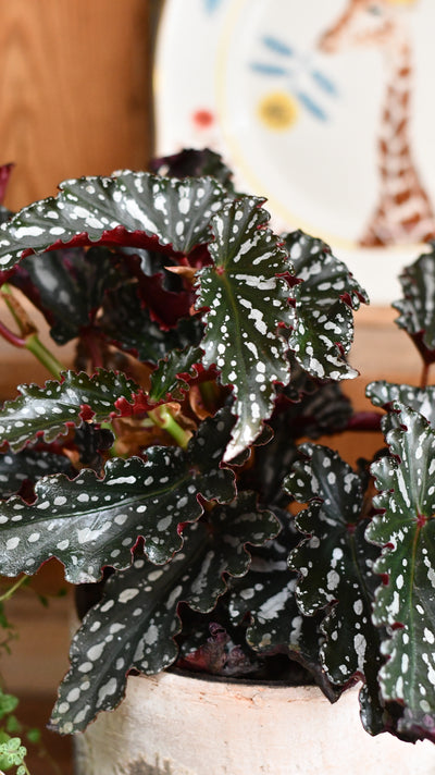 Begonia maculata ‘Dark Spot’