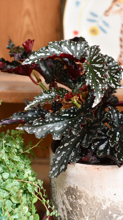 Begonia maculata ‘Dark Spot’