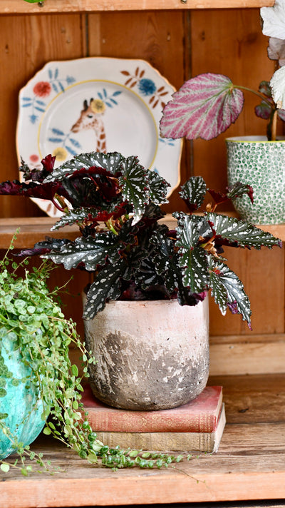 Begonia maculata ‘Dark Spot’