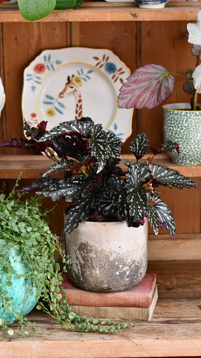Begonia maculata ‘Dark Spot’