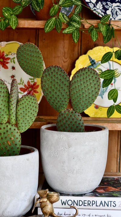 Large Opuntia macrocalyx (Bunny Ears Cactus / Polka-Dot Cactus)