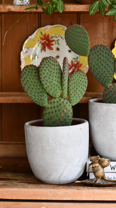 Large Opuntia macrocalyx (Bunny Ears Cactus / Polka-Dot Cactus)