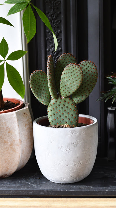 Large Opuntia macrocalyx (Bunny Ears Cactus / Polka-Dot Cactus)