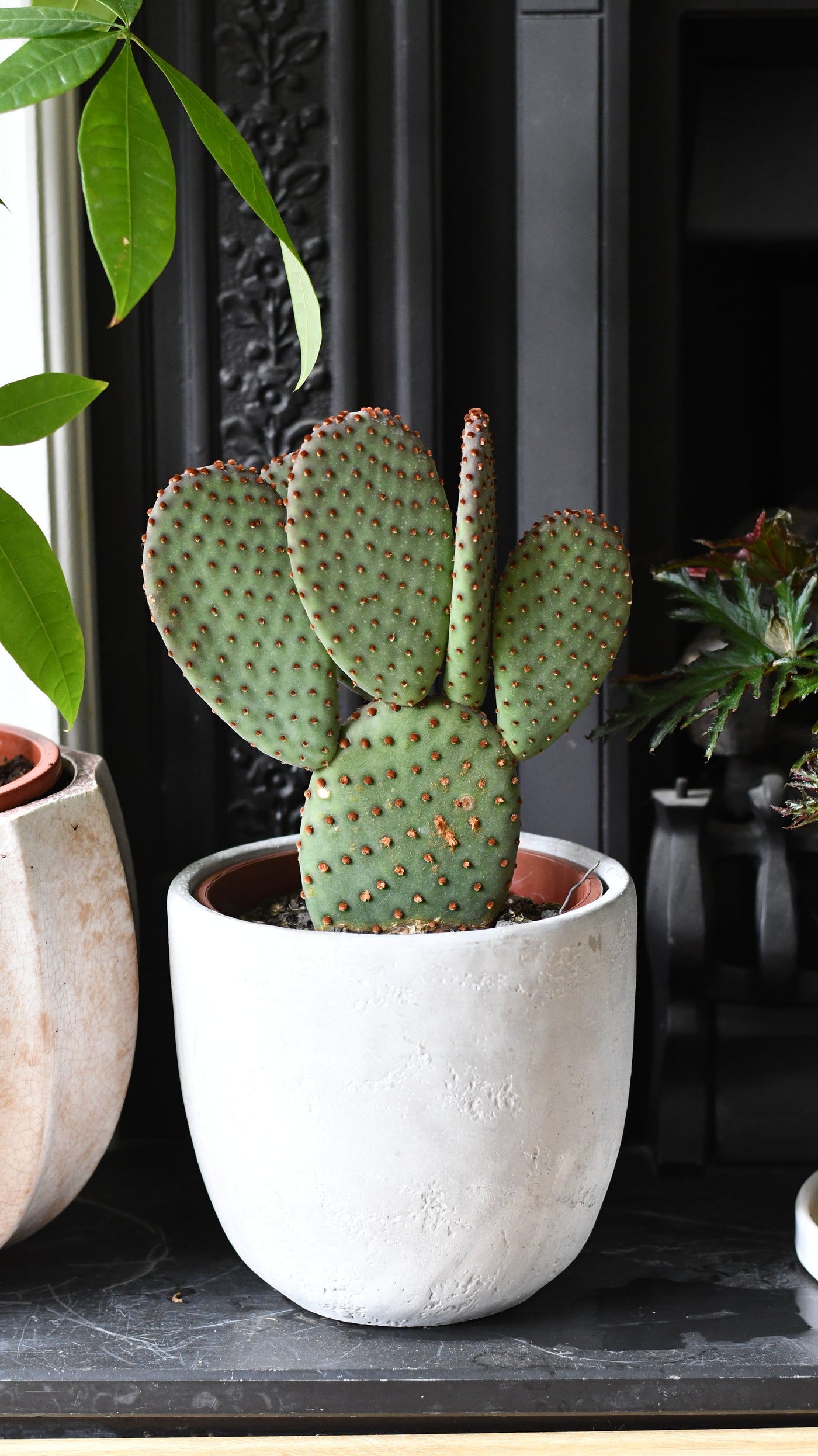 Large Opuntia macrocalyx (Bunny Ears Cactus / Polka-Dot Cactus)