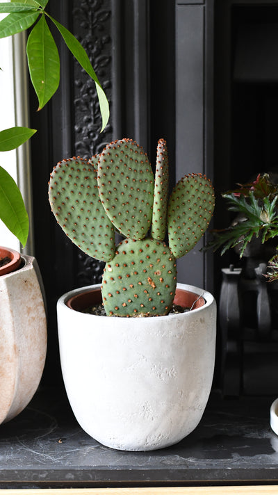 Large Opuntia macrocalyx (Bunny Ears Cactus / Polka-Dot Cactus)