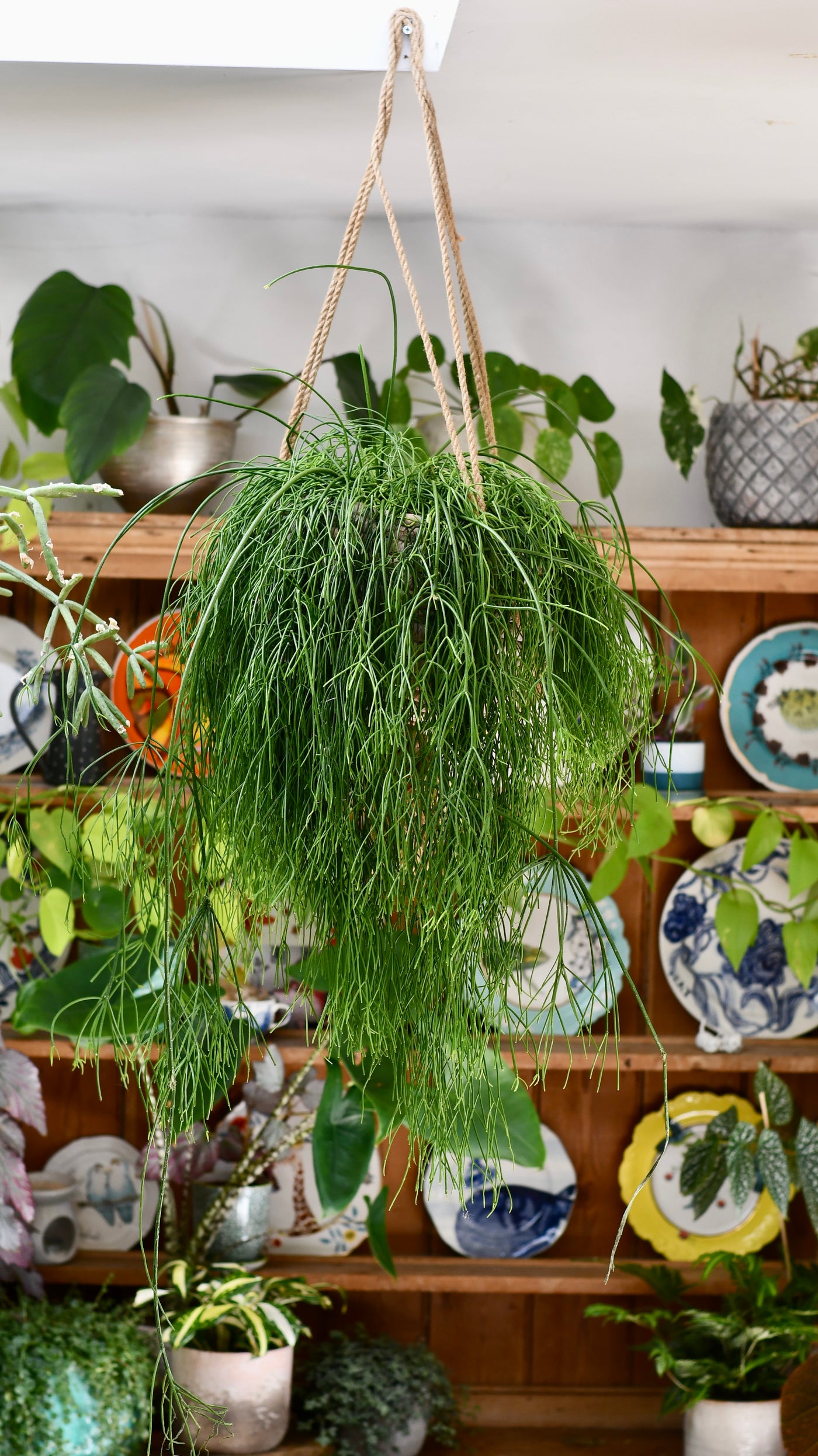 Rhipsalis baccifera, Mistletoe Cactus