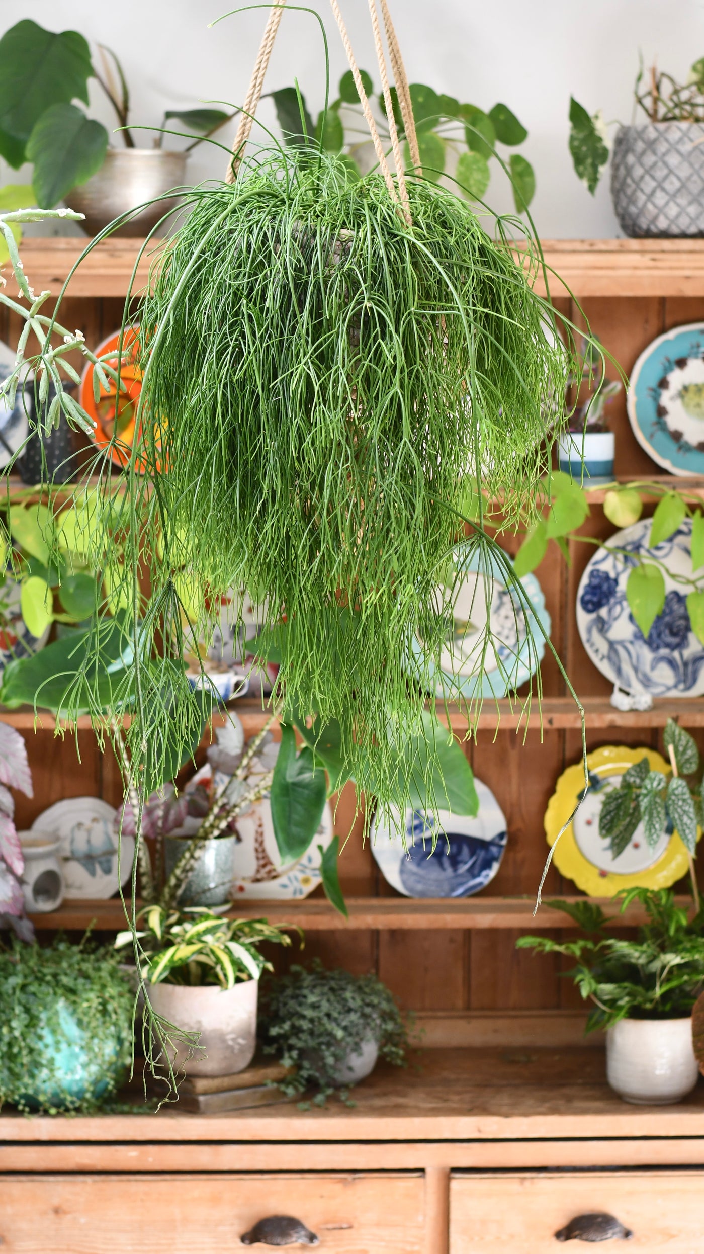 Rhipsalis baccifera, Mistletoe Cactus