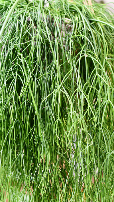 Rhipsalis baccifera, Mistletoe Cactus