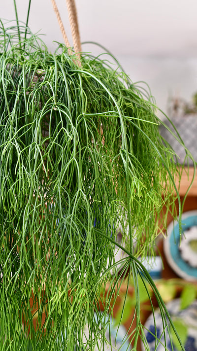 Rhipsalis baccifera, Mistletoe Cactus