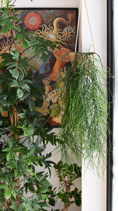 Rhipsalis Floccosa