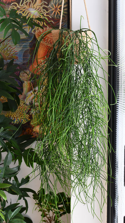 Rhipsalis Floccosa