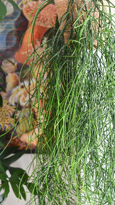 Rhipsalis Floccosa