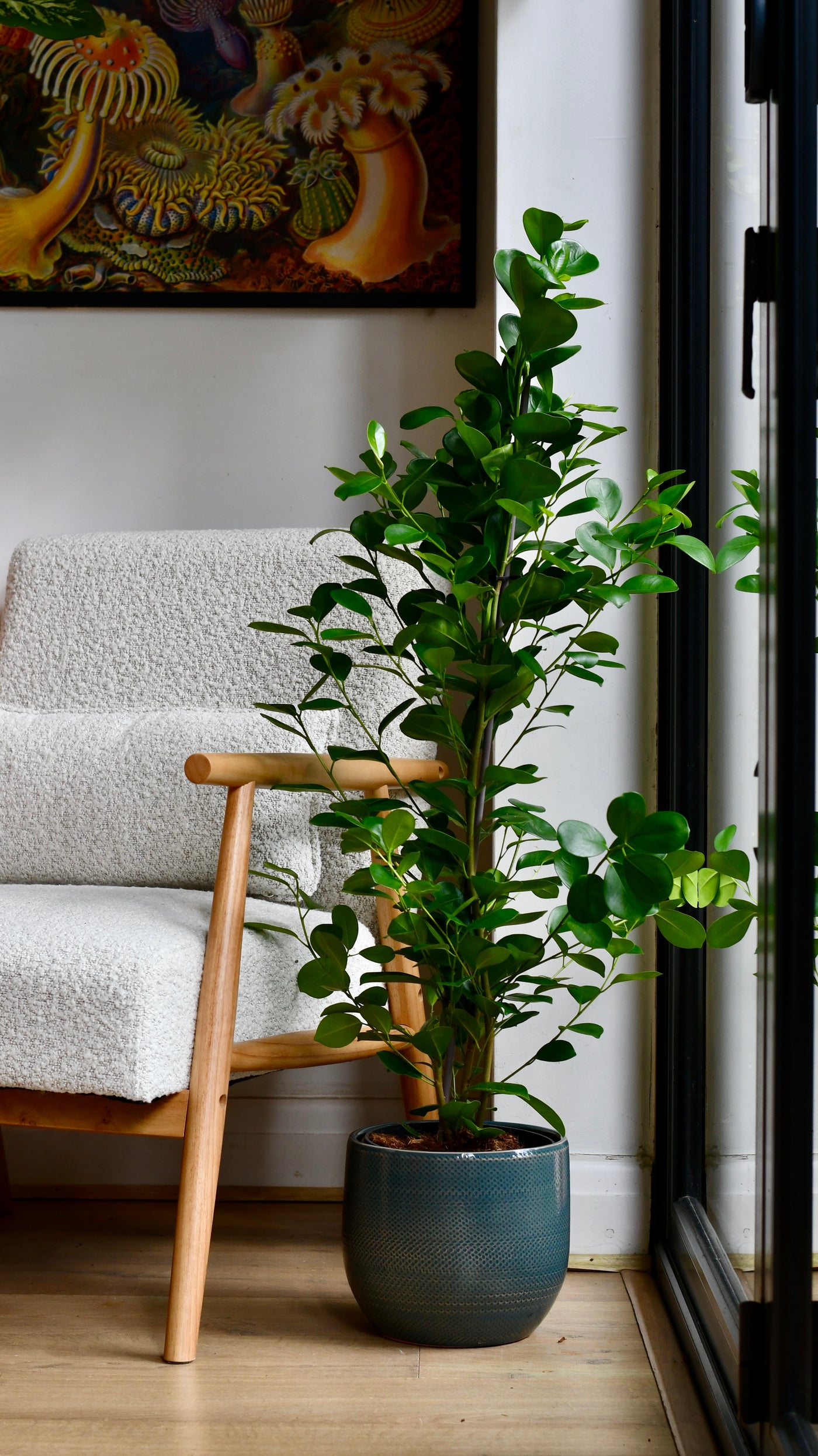 Ficus moclame (Indian Laurel)