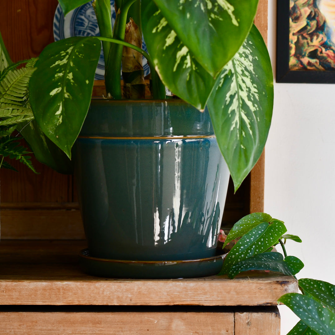 Clint Pot with Saucer (H21 x W23cm) – Happy Houseplants