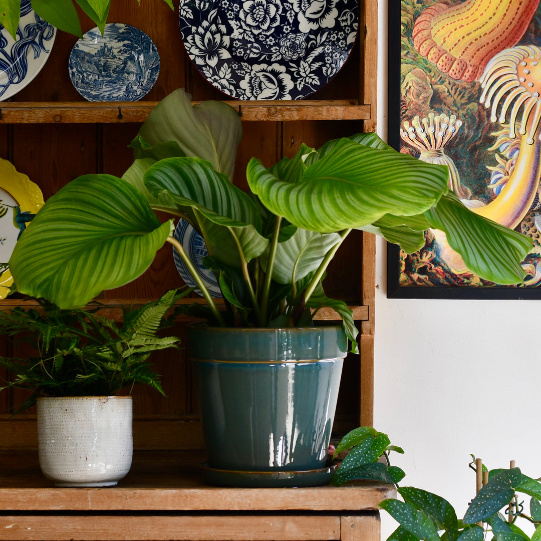 Clint Pot with Saucer (H21 x W23cm) – Happy Houseplants