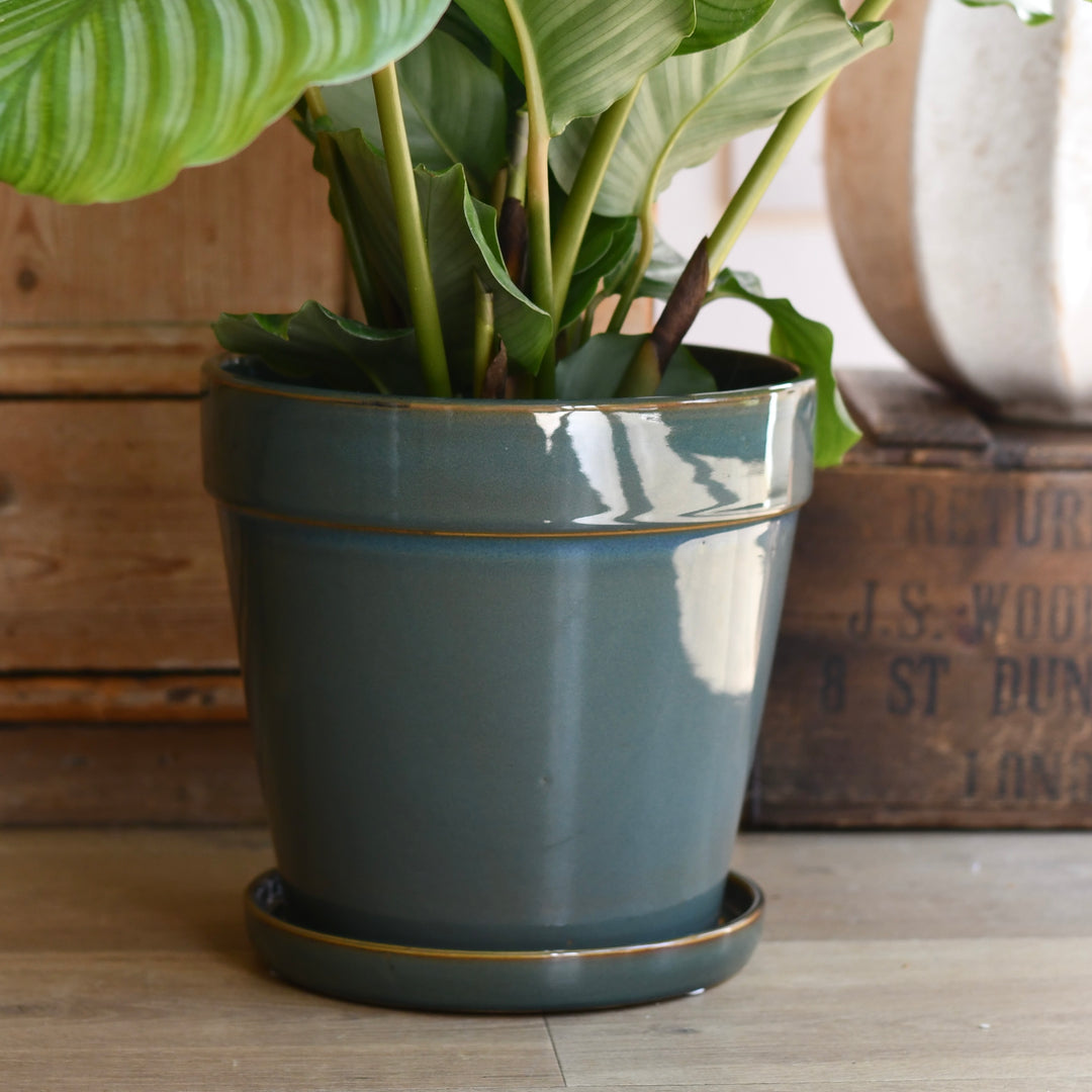 Clint Pot with Saucer (H21 x W23cm) – Happy Houseplants