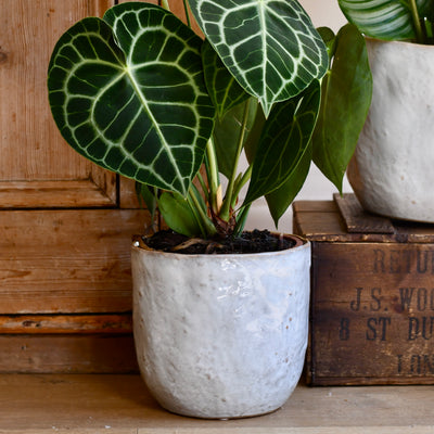 Ivoor Pot Large (D21 x H20cm)