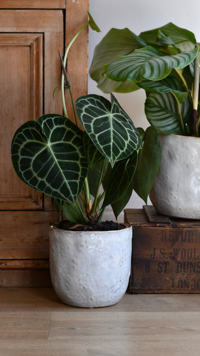 Ivoor Pot Large (D21 x H20cm)