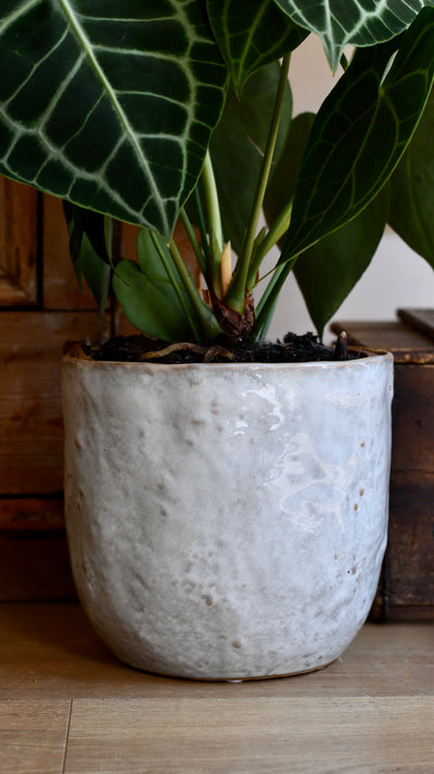 Ivoor Pot (D18 x H17cm)