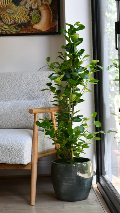 Ficus moclame (Indian Laurel)