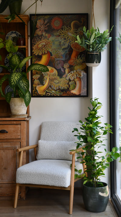 Ficus moclame (Indian Laurel)